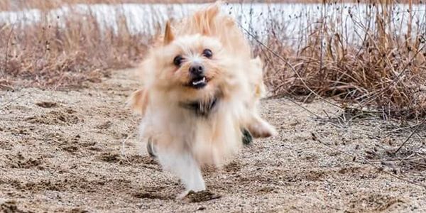 Even little dogs can be trained! Spike enjoys lots of freedom because of his reliable “come!” 