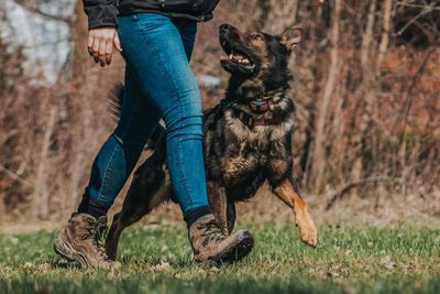 german shepherd with an owner