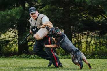 helper with a protection sleeve and a dog