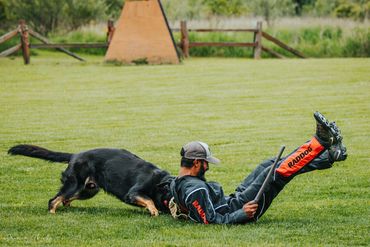 helper and dog on a sleeve