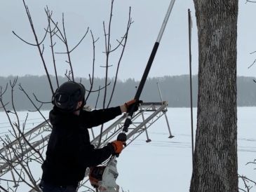 Our Experienced Arborist Pruning Tree for a Cottage owner towards Omemme.