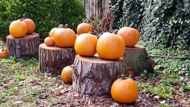 Pumpkins on tree stumps