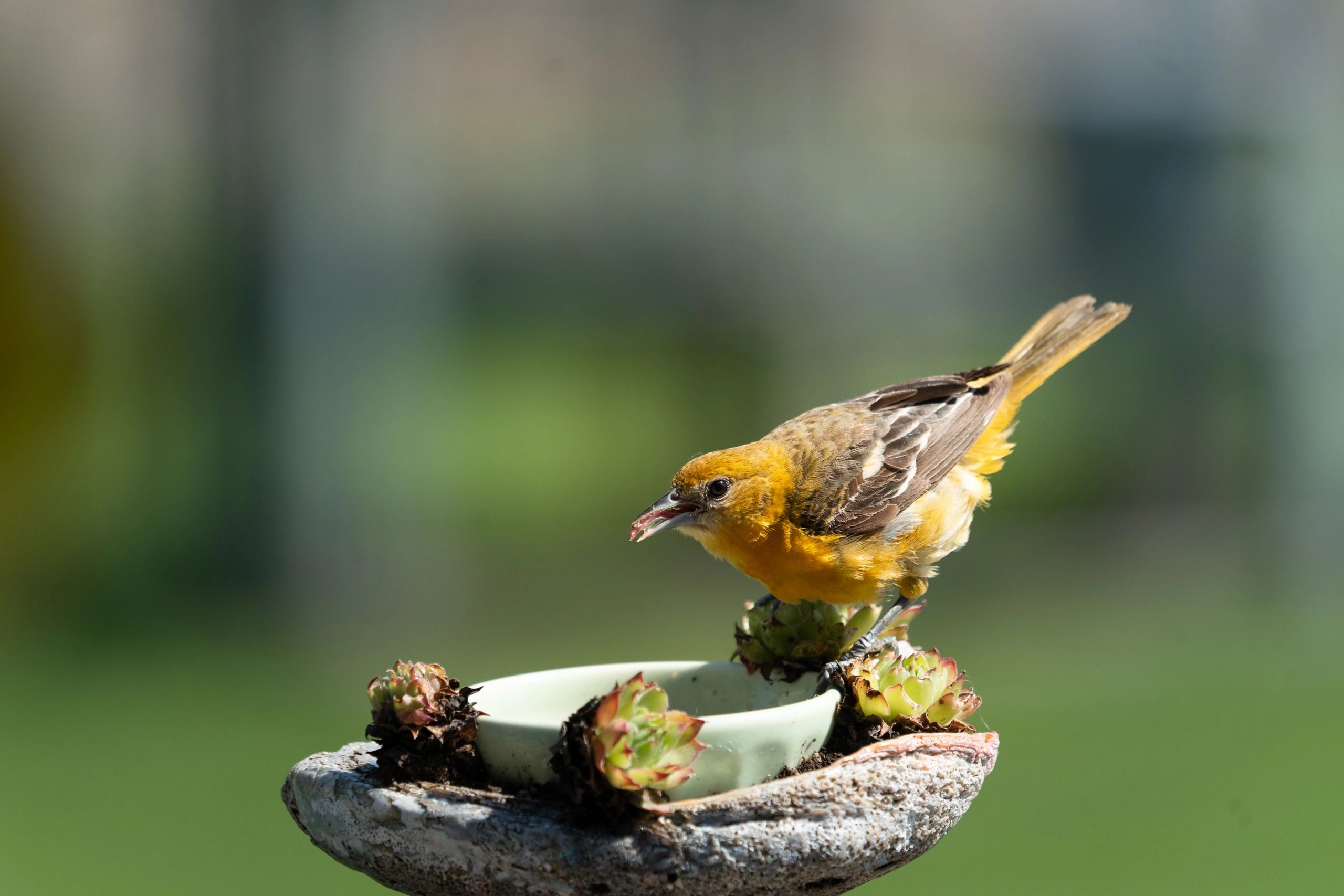 Backyard Birds (Ages 6-8) - Nature Supply Co