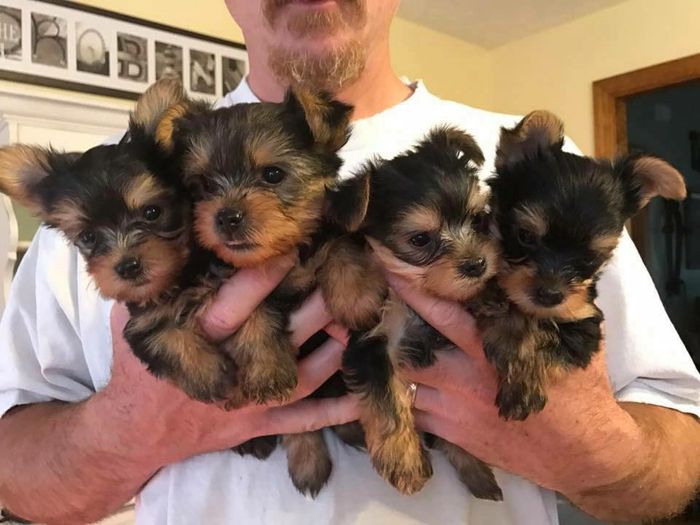 A handful of yorkies