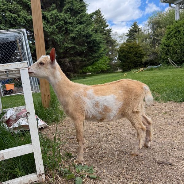 A light brown and white goat standing outdoors.