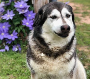 A fluffy dog named Sheba sitting outdoors near purple flowers.
