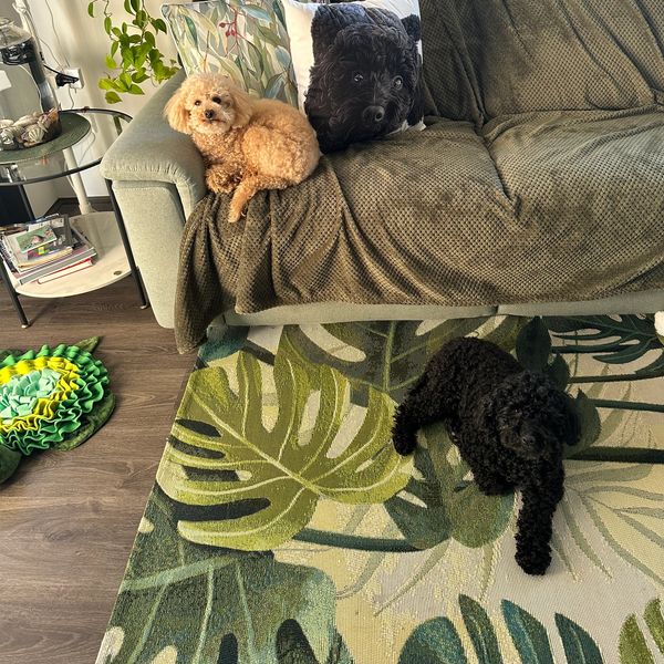 Two curly-haired dogs relax in a cozy living room with leafy decor.