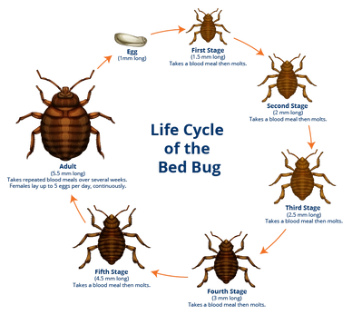 Bed bug life cycle including bed bug eggs, bed ug nymphs and bed bug adults.