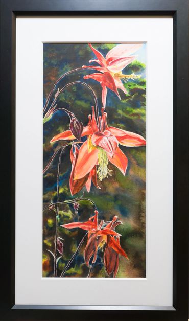 Columbine in Sunlight