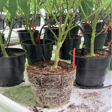 Rootmaker difference