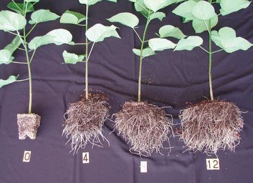 Rootmaker difference