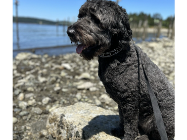 A dog sitting on a pile of stones