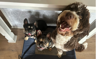 A group of smiling dogs