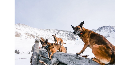 Dogs surrounded by snow