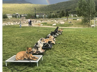Dogs sitting next to each other