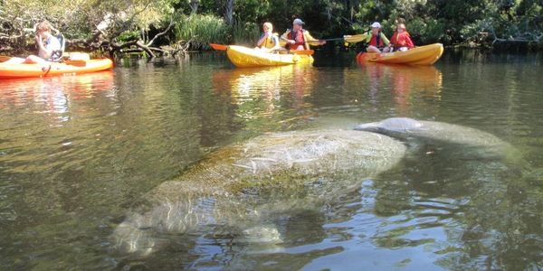 crystal river kayak company kayaks kayaking tours dive diving manatee manatees three sisters springs
