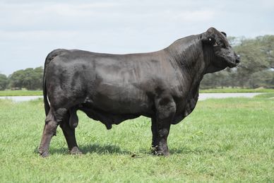 Owned with Smith Genetics