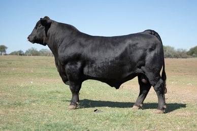 Owned with Smith Genetics