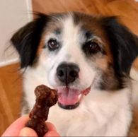 Organic dog treats