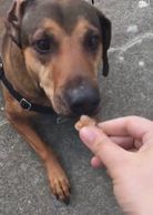 Organic dog treats