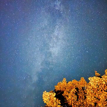 Night sky filled with stars and autumn leaves.
