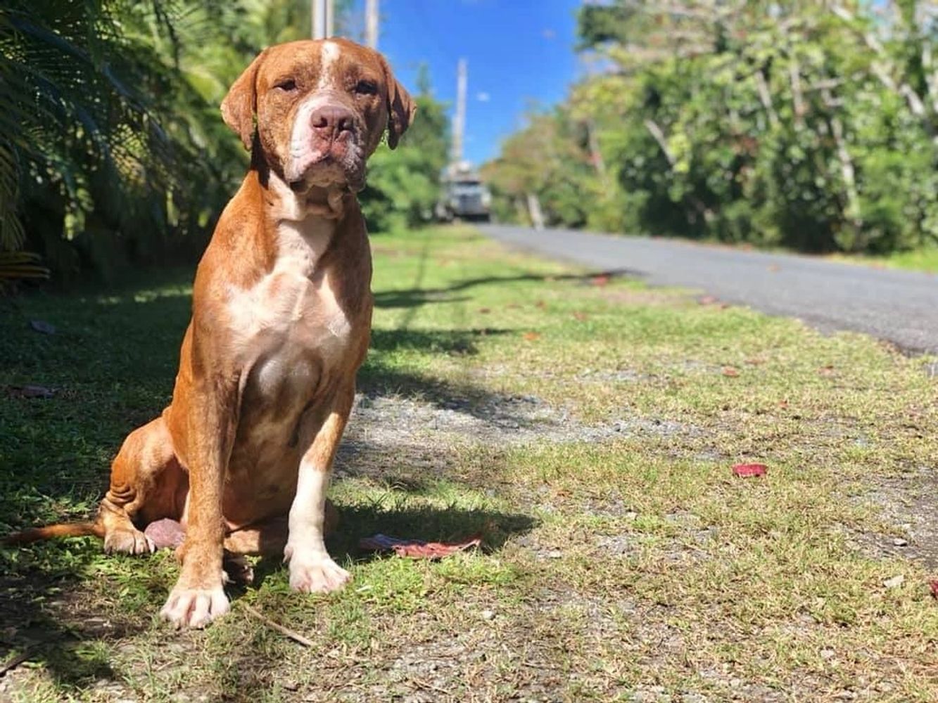This is Thanos.  One of the thousands of stray Satos in Puerto Rico.