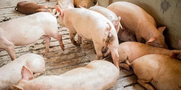 Pig Farming