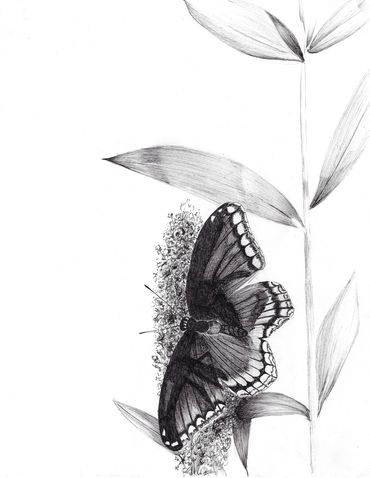 Butterfly on flower