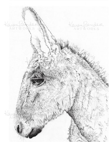 Donkey