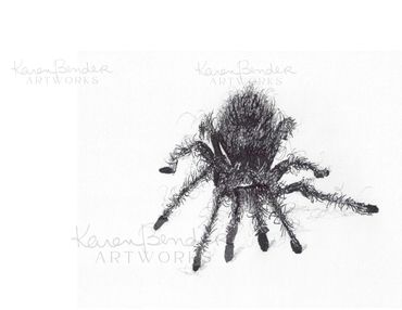 Spider