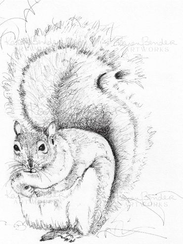 Squirrel