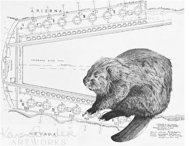 Beaver drawing over plans for Hoover Damn