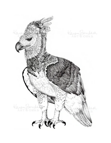 Eagle