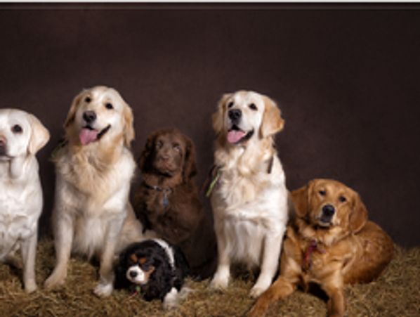 Dogs we ownat doggy day care Chelmsford