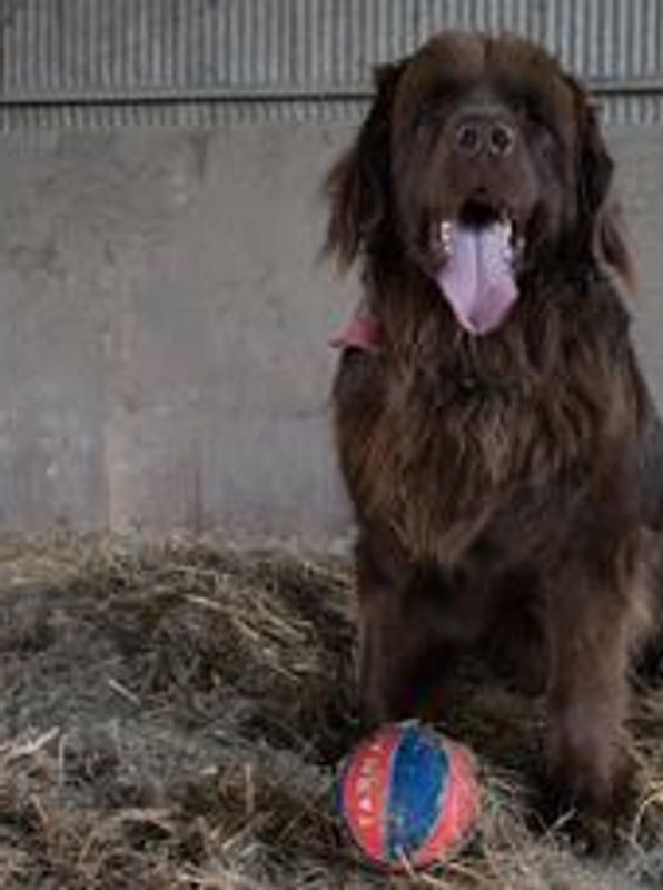 Dogs having fun at Doggy day care