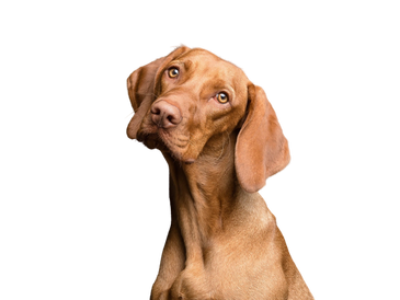 Curious brown dog tilts head against black background.
