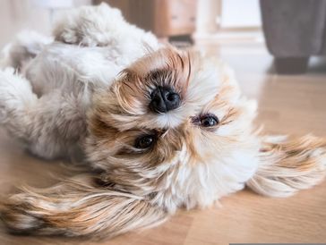 Fluffy dog lying upside down on wooden floor, looking curiously.