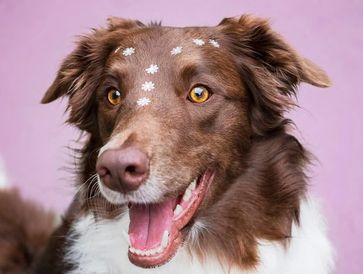 Happy brown and white dog with white flower petals on head.