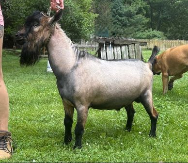 A uniquely groomed goat with a trimmed body and beard stands on grass.