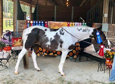 Peachy Keen Equestrian at Chattahoochee Hills Eventing