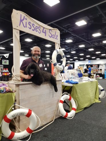 Ella the baby newf on her first outing to the Adelaide Animal Expo