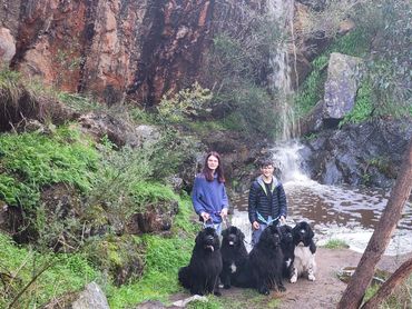 Newfoundland pack at the bottom of a waterfall