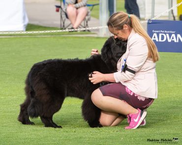 Dorothy - Storybrook no place like home competing for a class in show at dogs sa