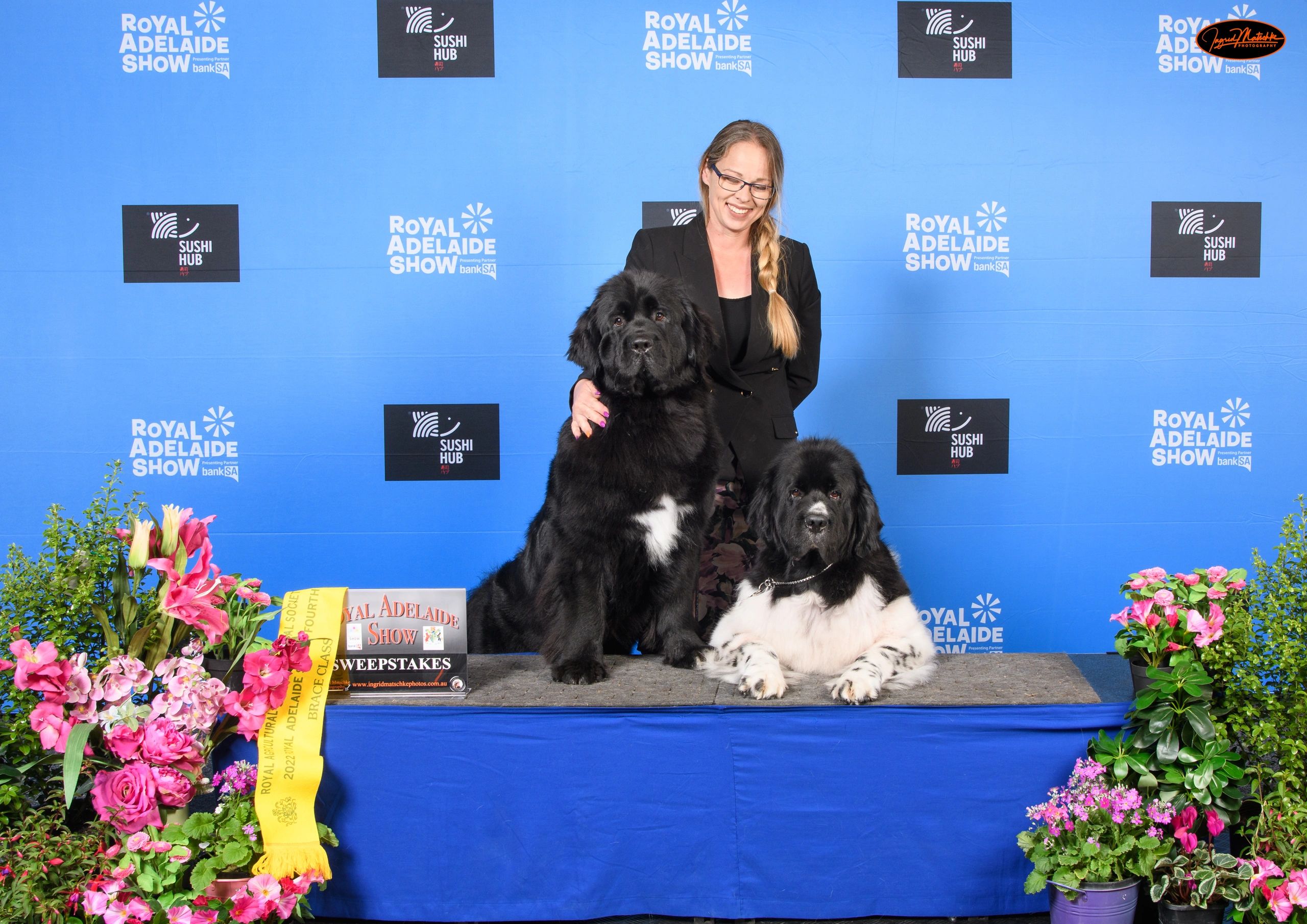 Shelby - CH Storybrook Caught Ya Peakin & Moni GR CH, Neut Ch Amblebrook Ebony and Ivory 2023