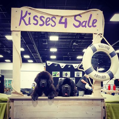 Newfoundlands in a kissing booth
