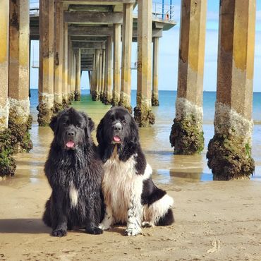 Moni the Landseer Newfoundland and Ella under Brighton jetty at the beach