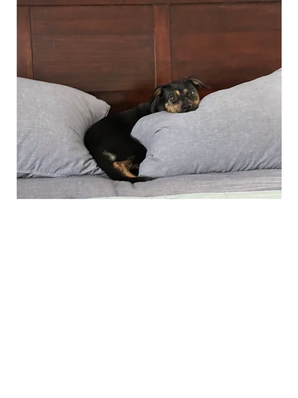 Small black dog on the bed, laying on pillows