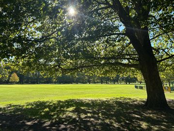 Sunlight filters through a large tree in a grassy park.