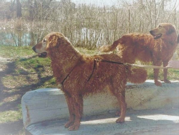 https://www.catsittermeridian.com/photo/two-big-curley-red-dogs-happy-after-river-swim.jpg