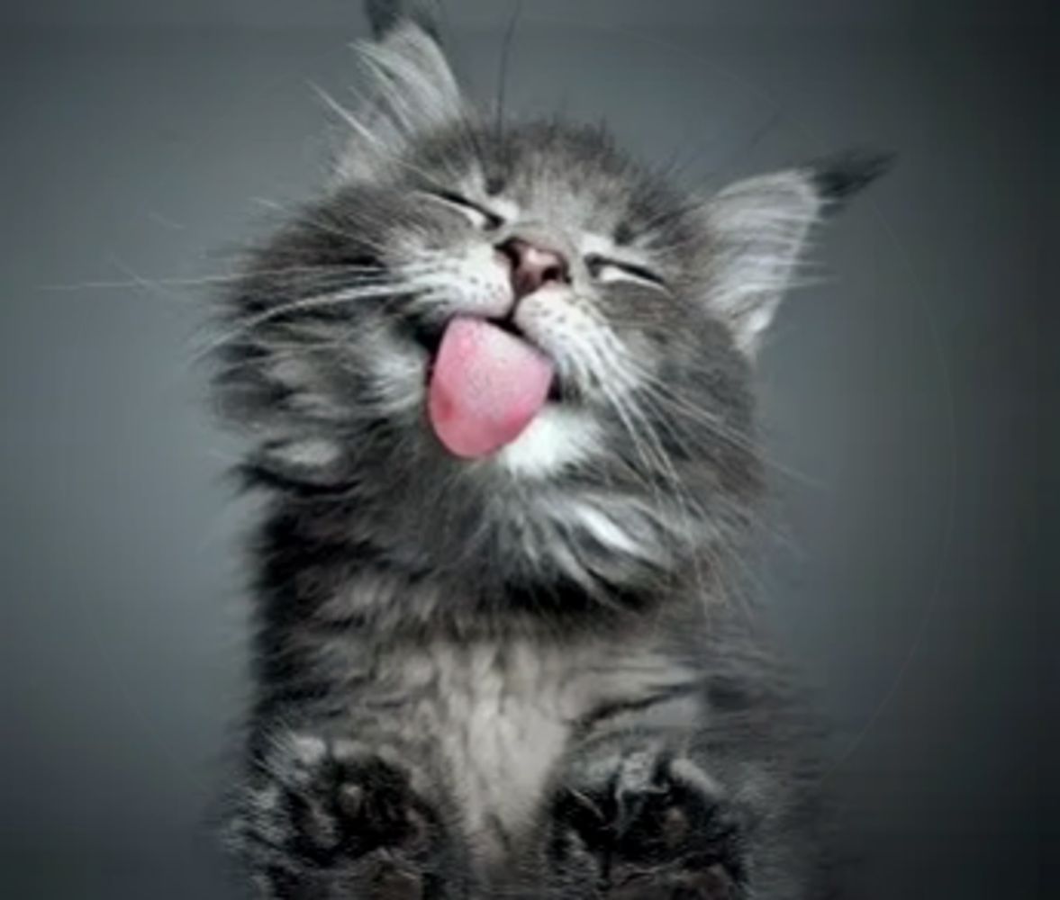 https://www.catsittermeridian.com/photo/gray-cat-eyes-closed-pink-tongue-licking-screen.jpg
